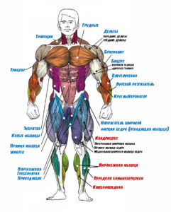 строение мышц