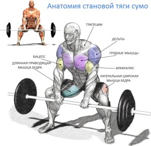 Основные задействованные мышцы