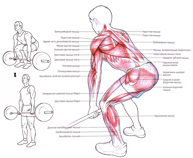 Основные задействованные мышцы при становой тяге